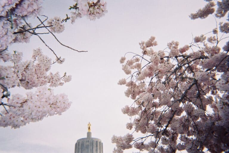 Pink cherry blossoms with the Oregon capitol building and the golden pioneer in the background. Captured on a disposable camera with film.